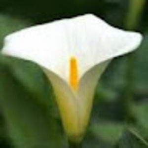 Meet your Posher, Delores